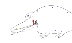 A fat platupus