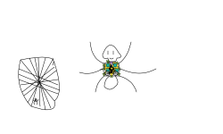 spider?!