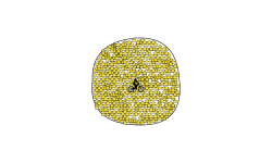 star circle