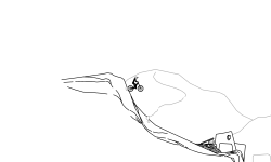 Dino