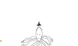 Squid 3