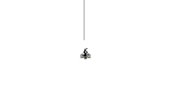 Rope Swings.
