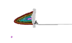 Yaydoles Rainbow Rider