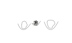 kiwi_inbole