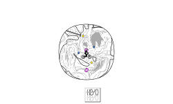 Deep (circle)