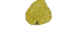 gold nugget
