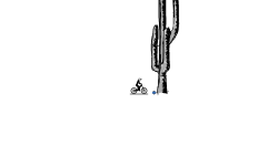 Saguaro Cactus