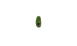 in a pickle