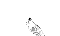 Parakeet Ride