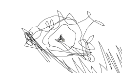 boerd
