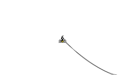 monkeys next
