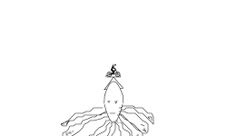 auto squid