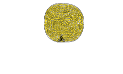 1000 Stars