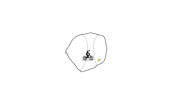 Tennis Ball