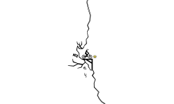 curve mtb