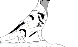 The gray wolf