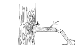 tree and more
