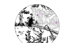 Lumped Forest MWCE