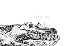 Alligator