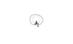 Z loop