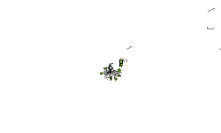 Spin auto