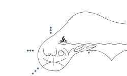 waves