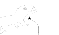 Beaver